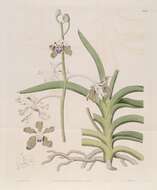 Plancia ëd Vanda tessellata (Roxb.) Hook. ex G. Don