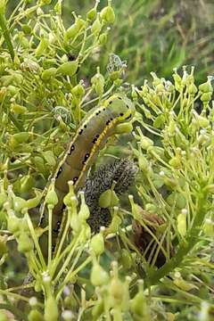 Image of Sword-grass moth