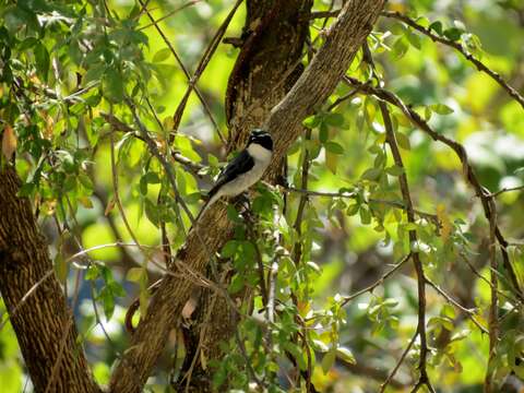 Image of Grey Bush Chat