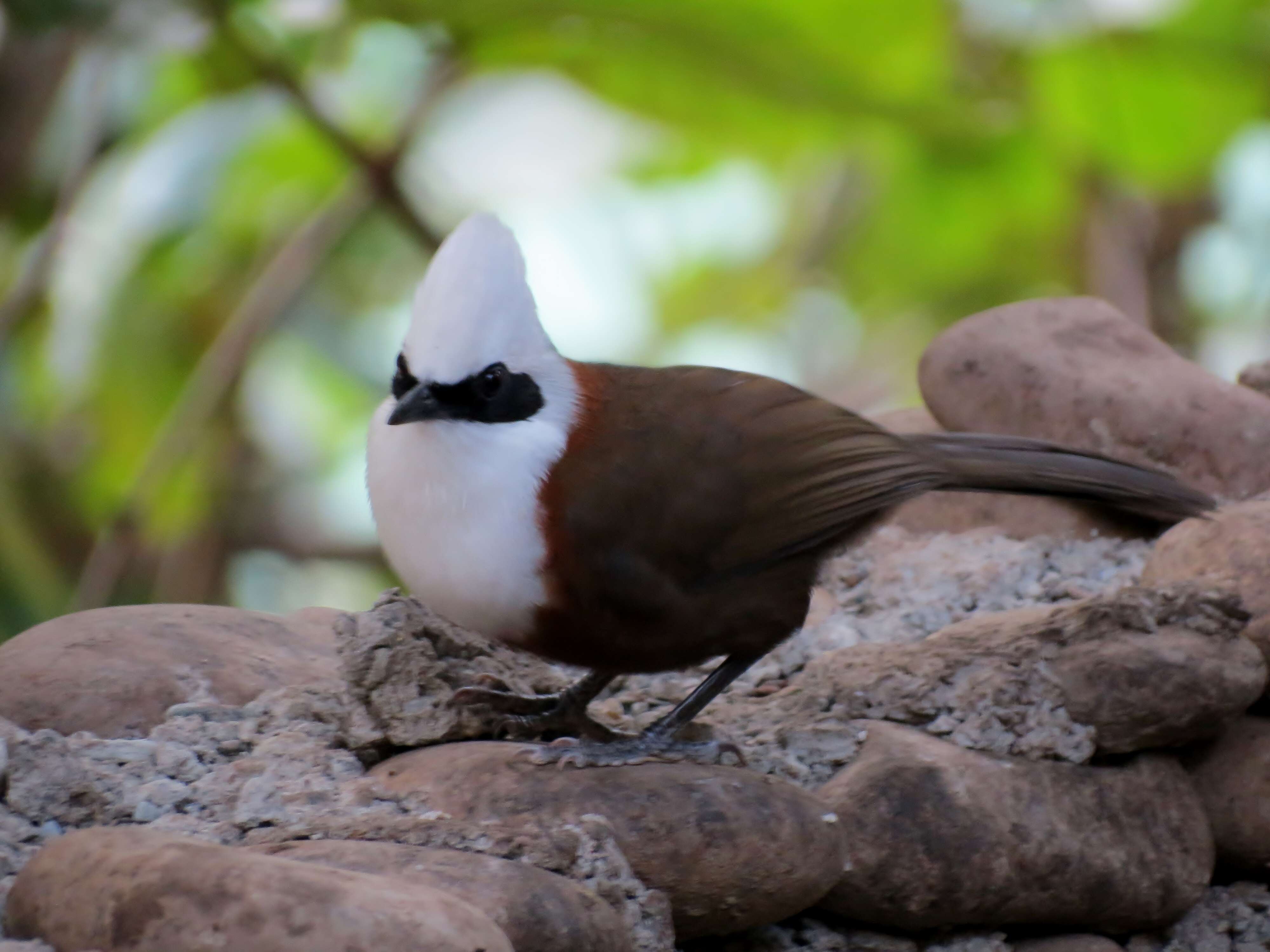 Image of White-crested Laughingthrush