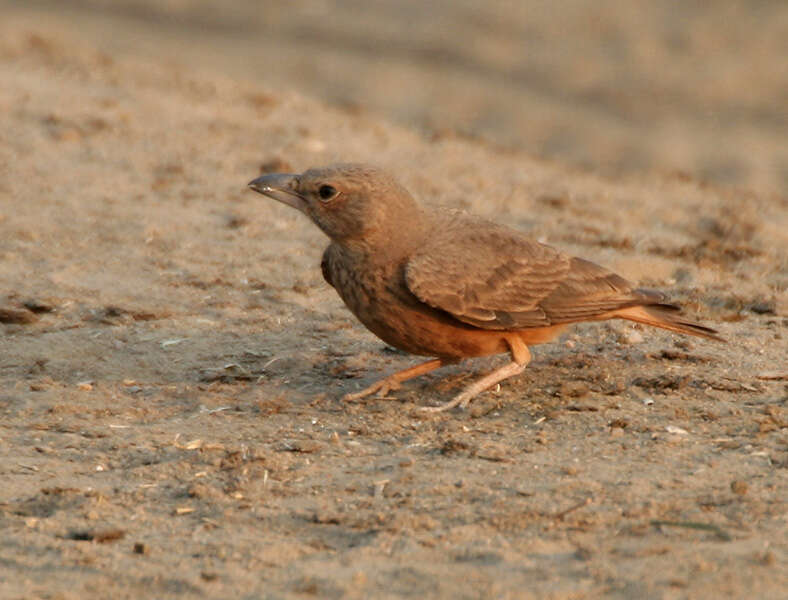 Image of Rufous-tailed Lark