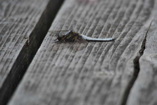 Image of Orthetrum japonicum (Uhler 1858)