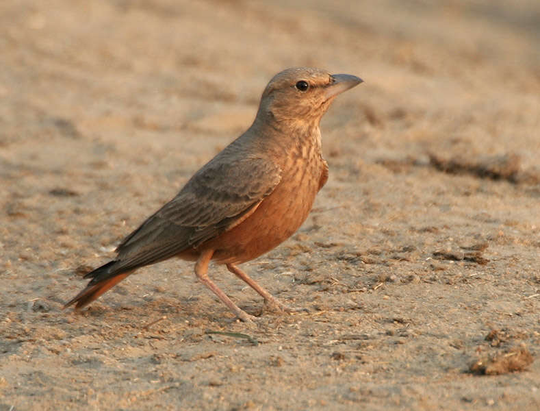 Image of Rufous-tailed Lark