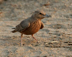 Image of Rufous-tailed Lark