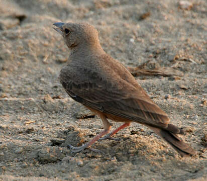 Image of Rufous-tailed Lark