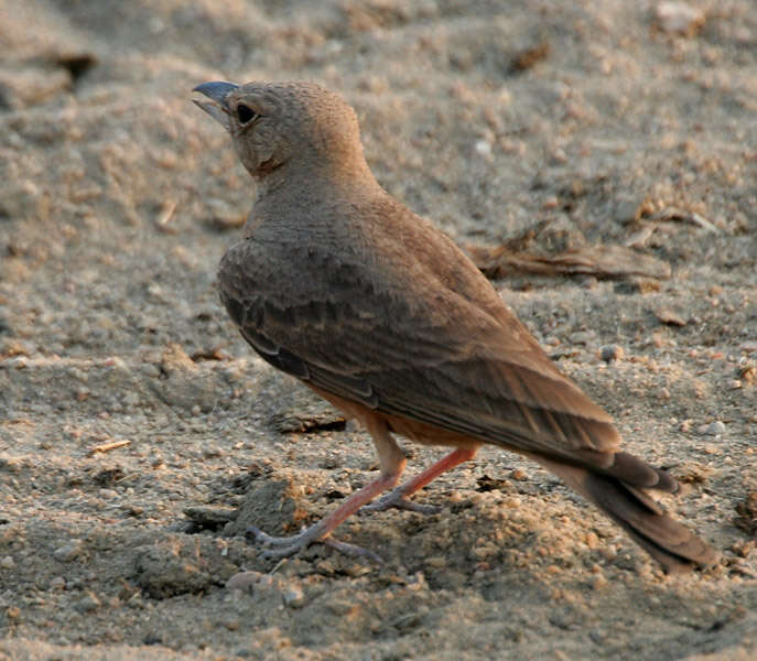 Image of Rufous-tailed Lark