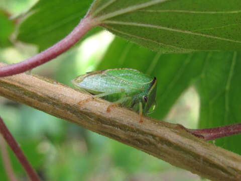 Image of Buffalo treehopper