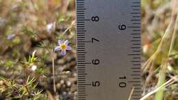 Image of thread linanthus