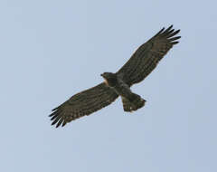 Image of Short-toed Eagle