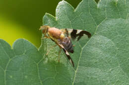 Image of Walnut Husk Maggot