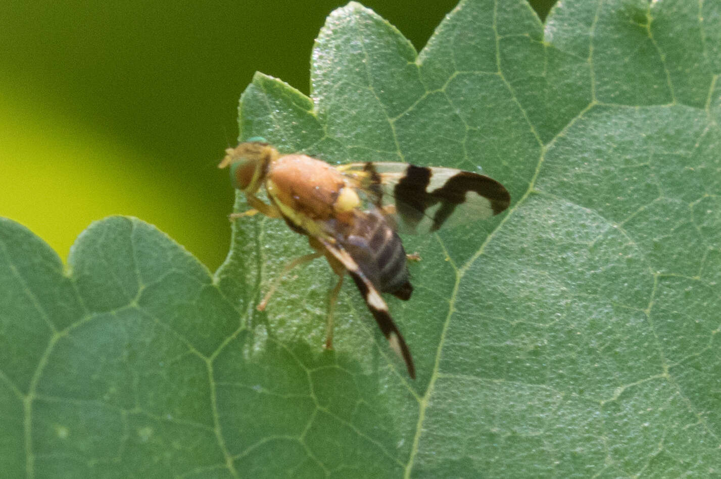 Image of Walnut Husk Maggot