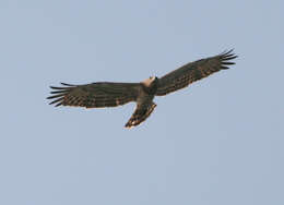 Image of Short-toed Eagle