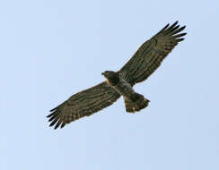 Image of Short-toed Eagle