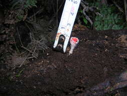 Image of Shaggy Scarlet Cup