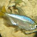 Image of Yellow-tailed African Characin