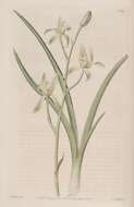 Image de Cymbidium ensifolium (L.) Sw.