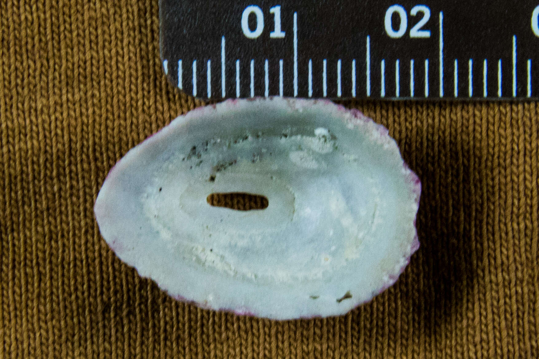 Image of volcano keyhole limpet