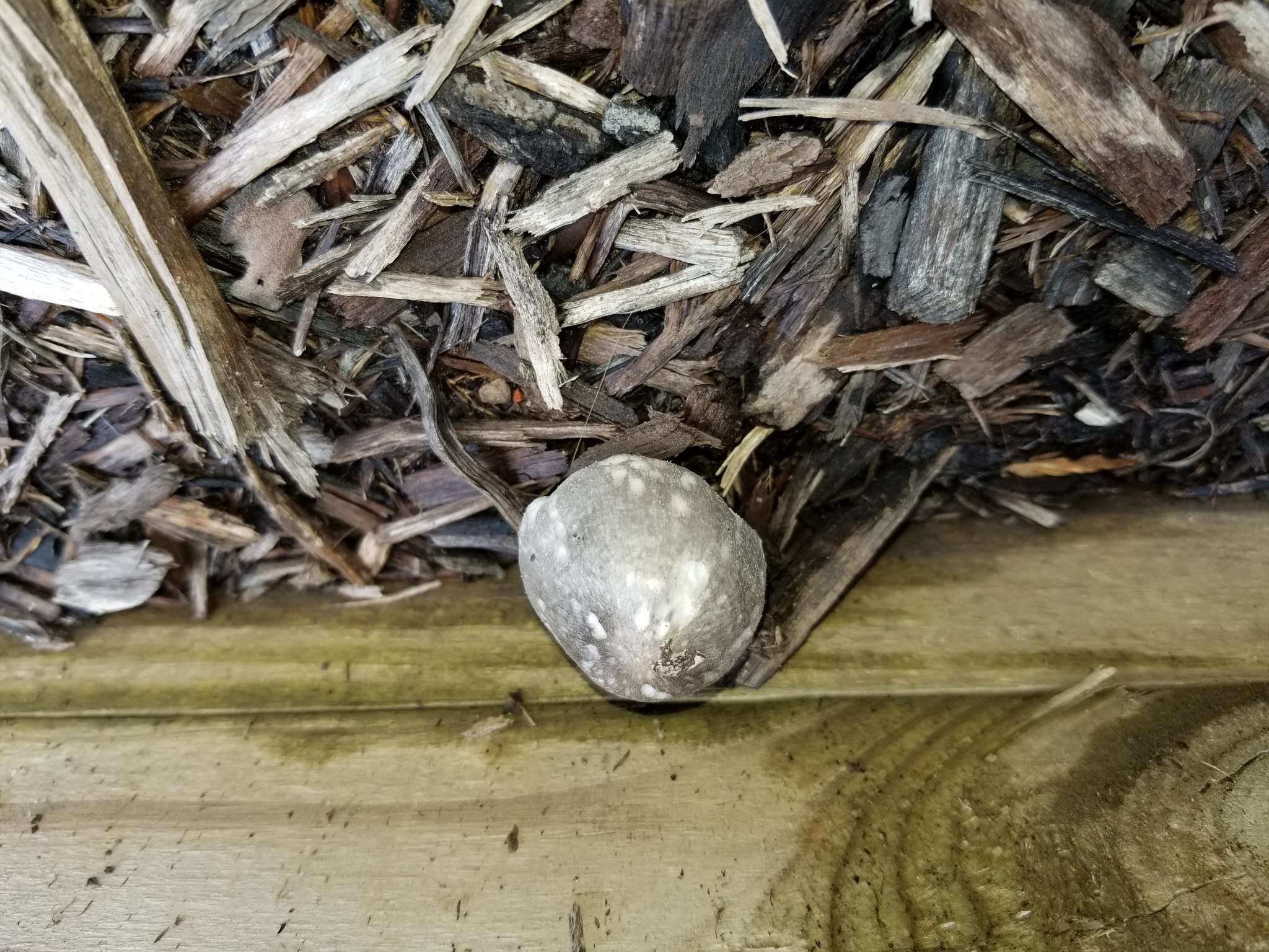 Image of Volvariella taylorii (Berk. & Broome) Singer 1951