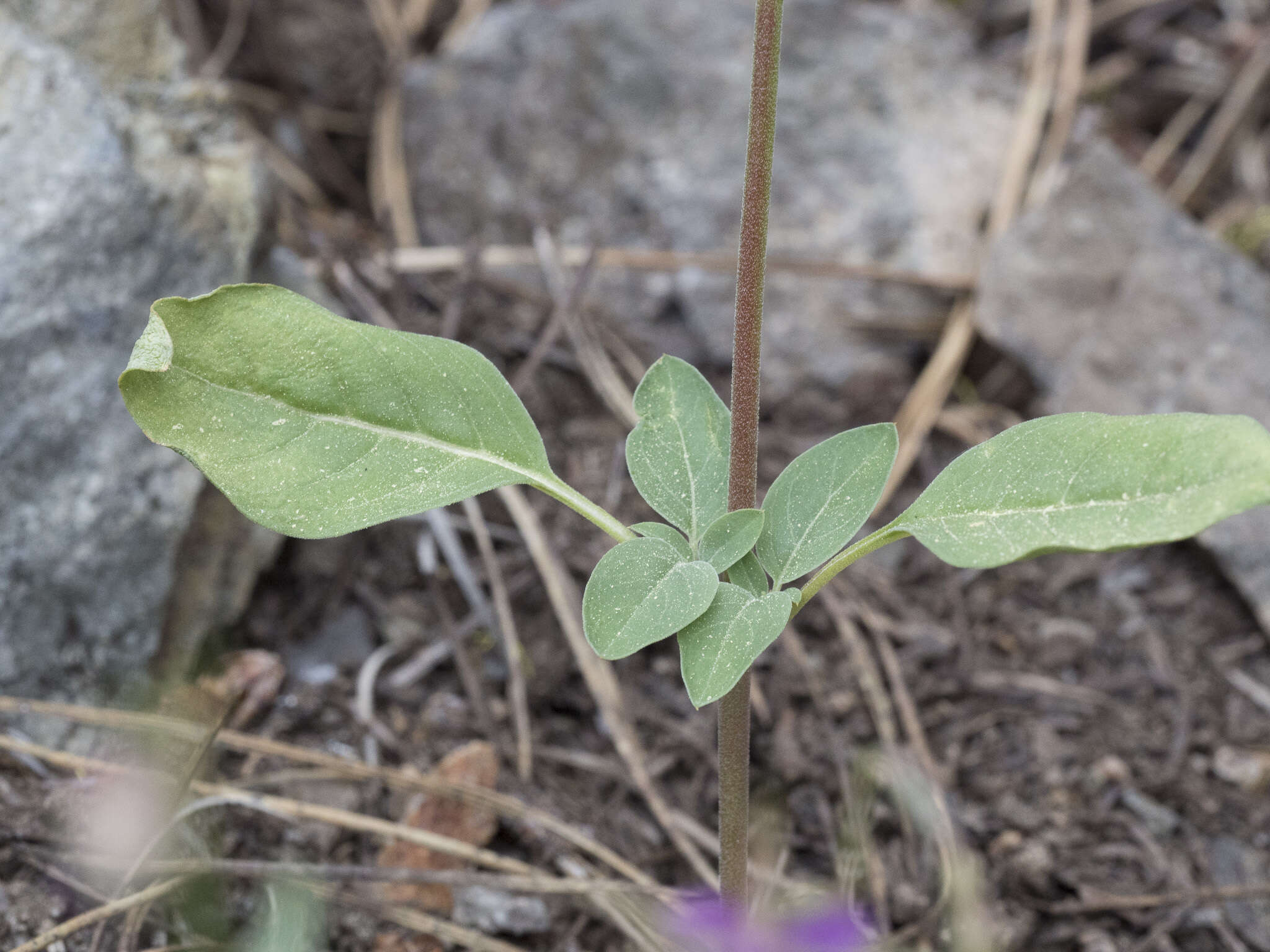 Plancia ëd Clarkia stellata Mosquin