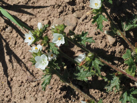 Image of Anisodontea biflora (Desr.) D. M. Bates