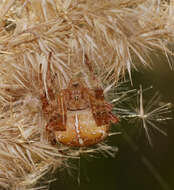 Image of Garden spider