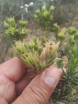 Image of Phylica plumosa var. horizontalis (Vent.) Sond.