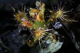 Image of Drosera paleacea subsp. roseana (N. Marchant & Lowrie) Schlauer