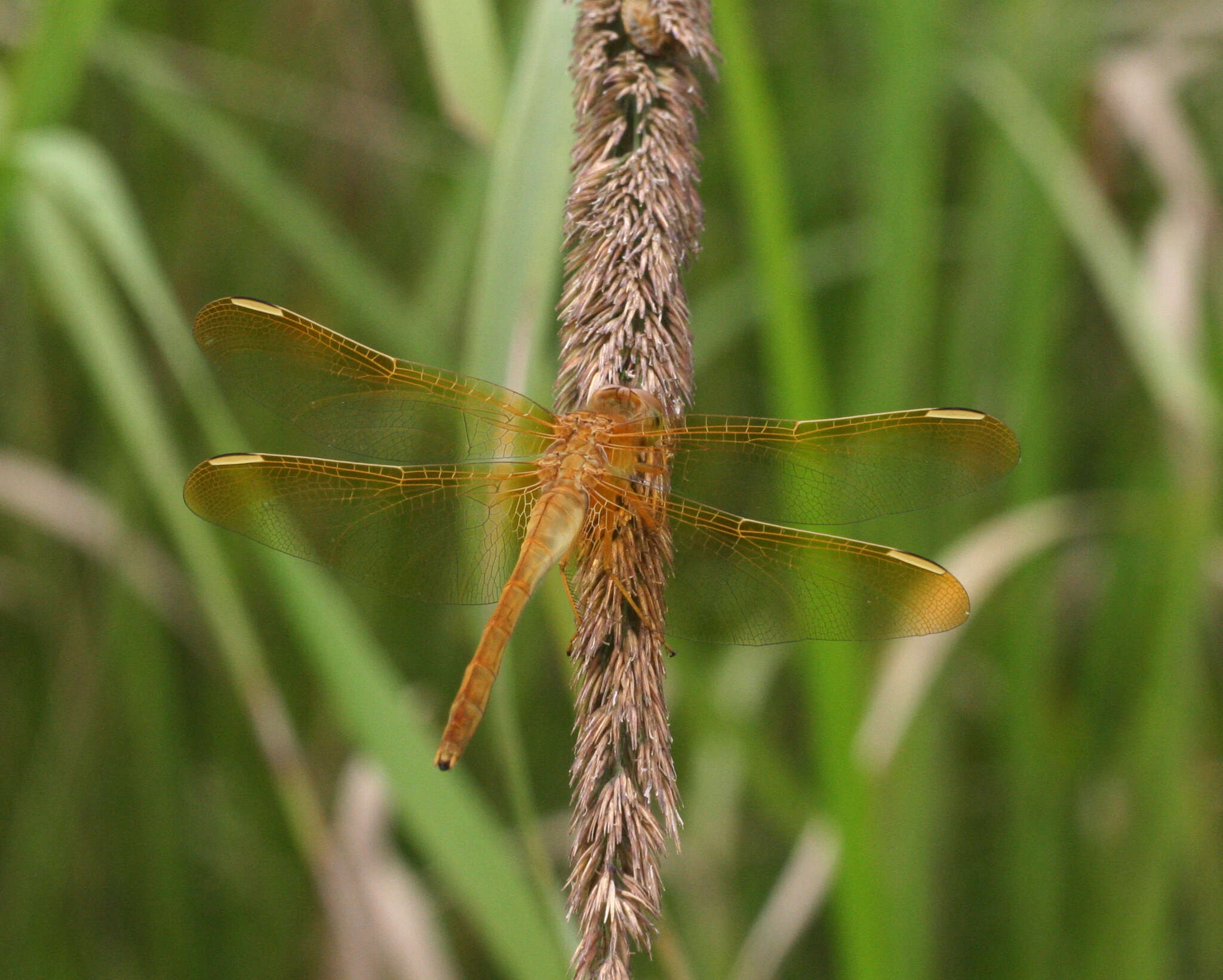 Image de Sympetrum uniforme (Selys 1883)