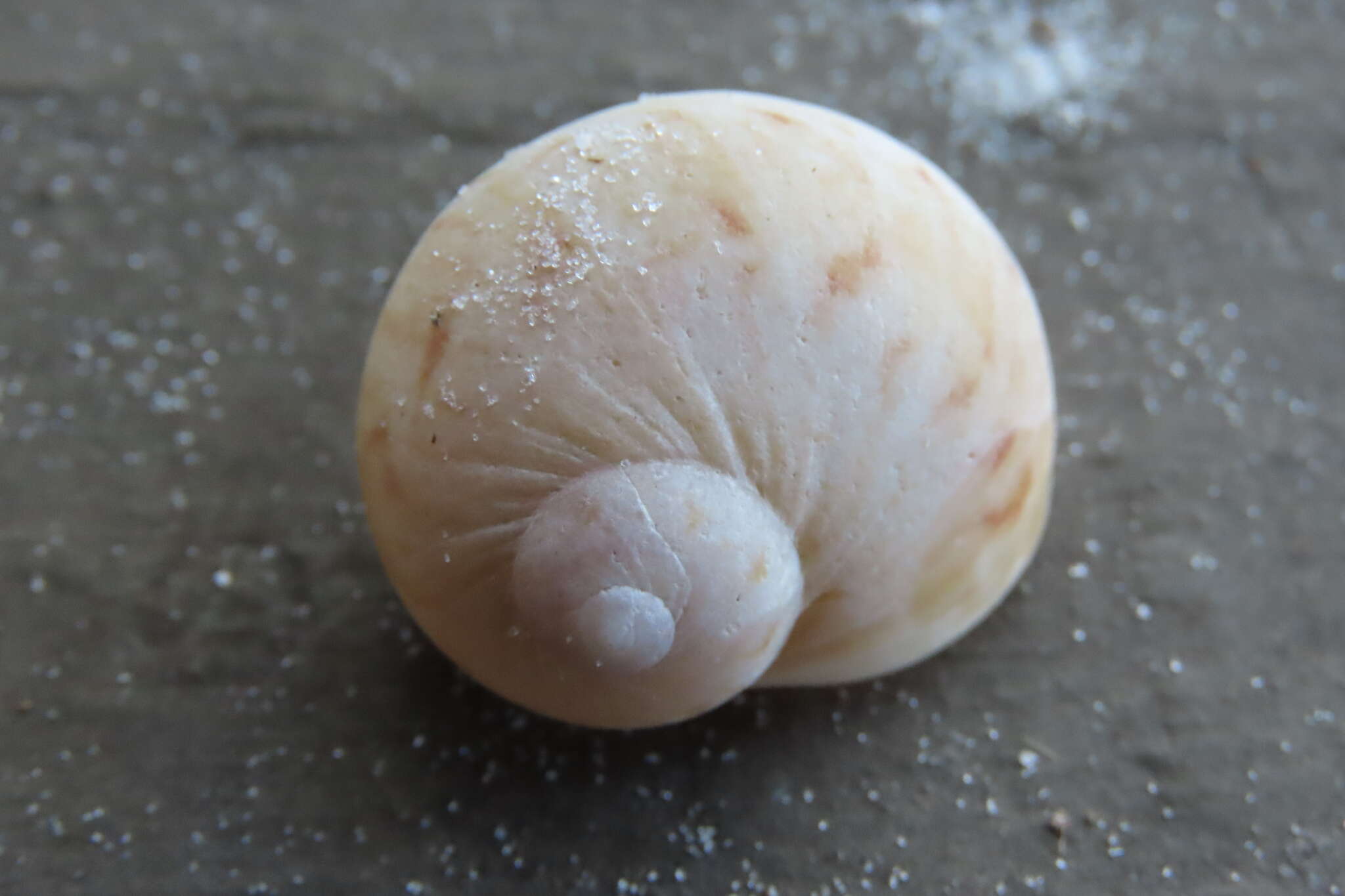 Image of colorful Atlantic moonsnail