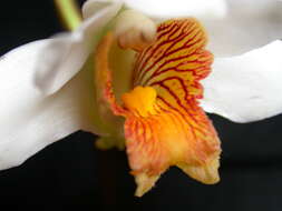 Image of Orchid