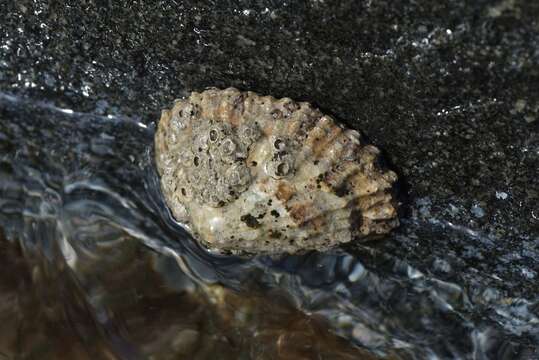 Image of ribbed Mediterranean limpet