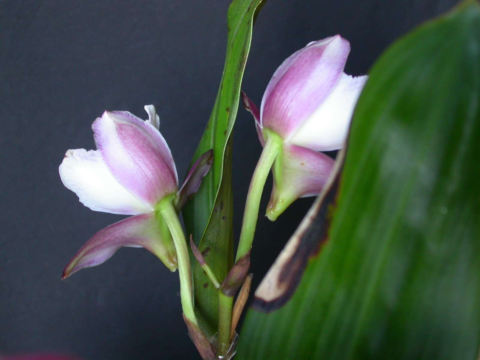 Image of Orchid