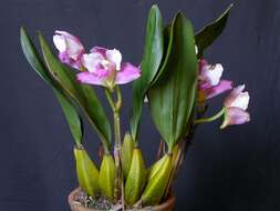 Image de Bifrenaria harrisoniae (Hook.) Rchb. fil.