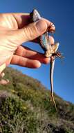 Sceloporus occidentalis longipes Baird 1858 resmi