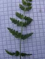 Image of Cystopteris fragilis subsp. fragilis