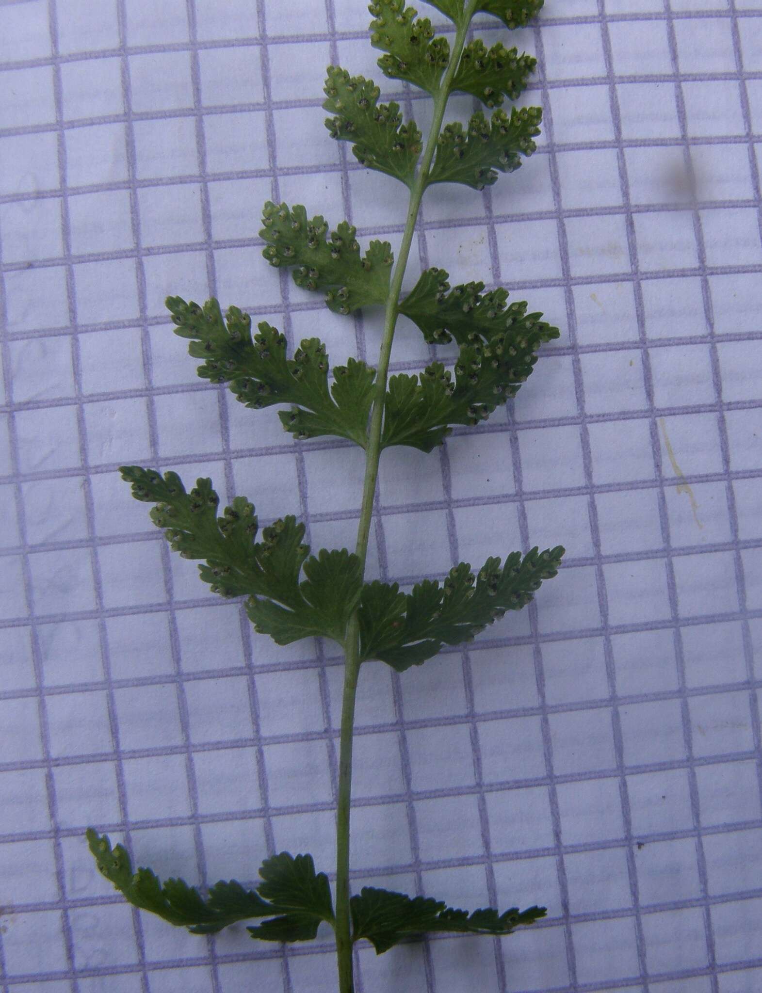 Image of Cystopteris fragilis subsp. fragilis