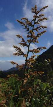 Image of Guzmania plumieri (Griseb.) Mez