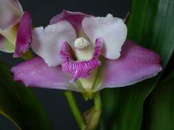 Image de Bifrenaria harrisoniae (Hook.) Rchb. fil.