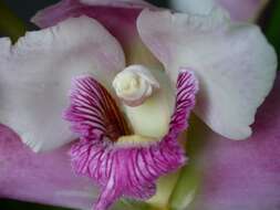 Image of Orchid