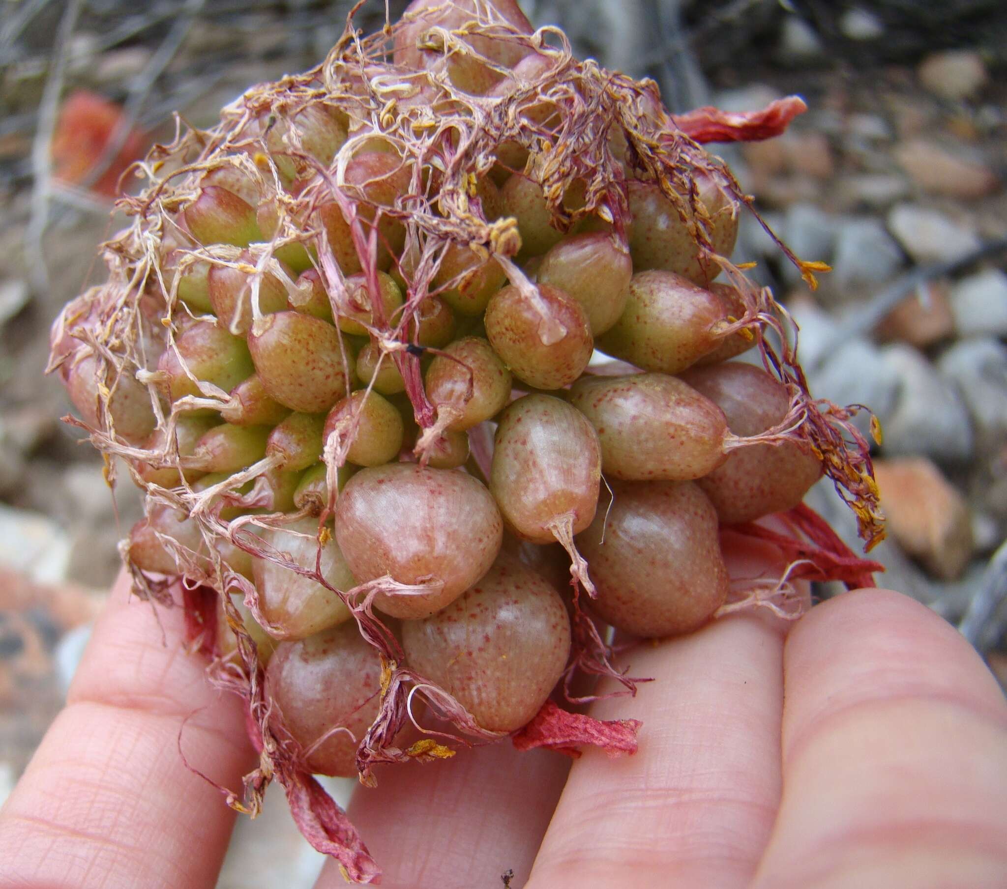 Imagem de Haemanthus coccineus L.