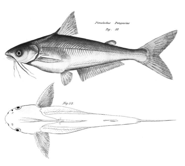 Слика од Pangasius pangasius (Hamilton 1822)