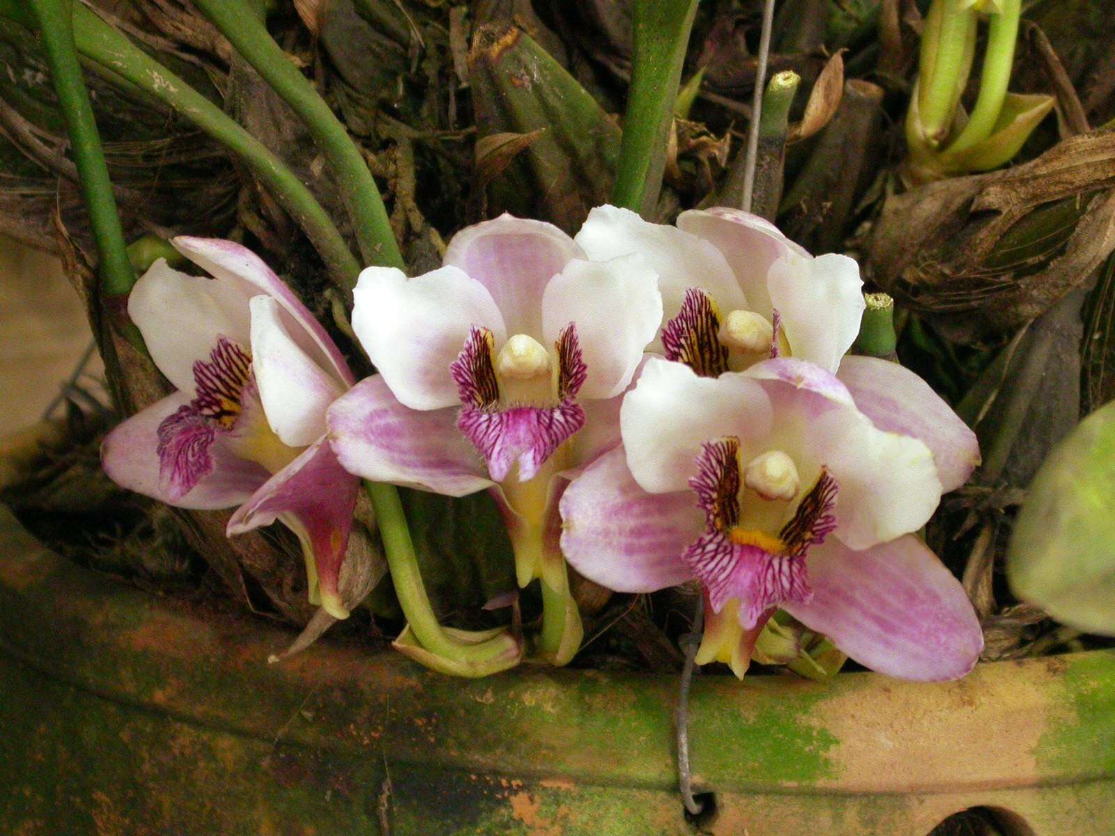 Image de Bifrenaria harrisoniae (Hook.) Rchb. fil.