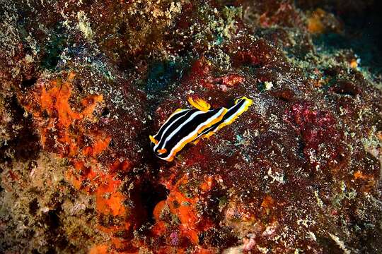 Image of Chromodoris africana Eliot 1904