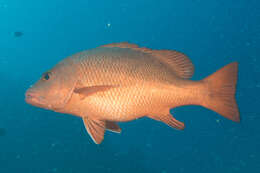 Image of two-spot red snapper