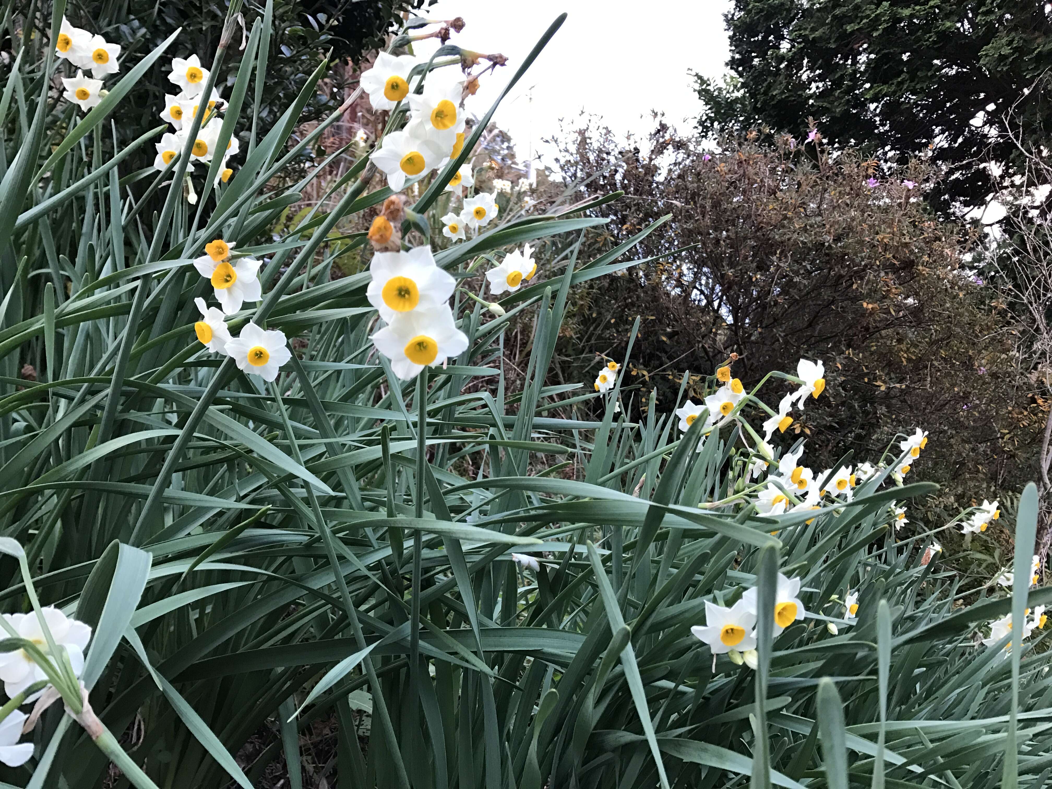 Image of cream narcissus