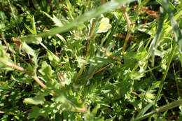 Imagem de Oenothera laciniata Hill