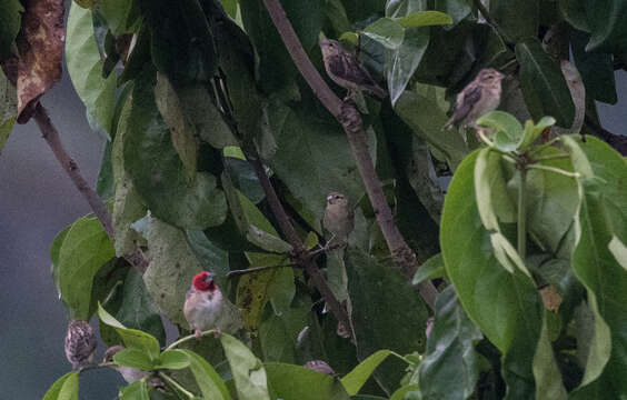 Image of Red-headed Quelea