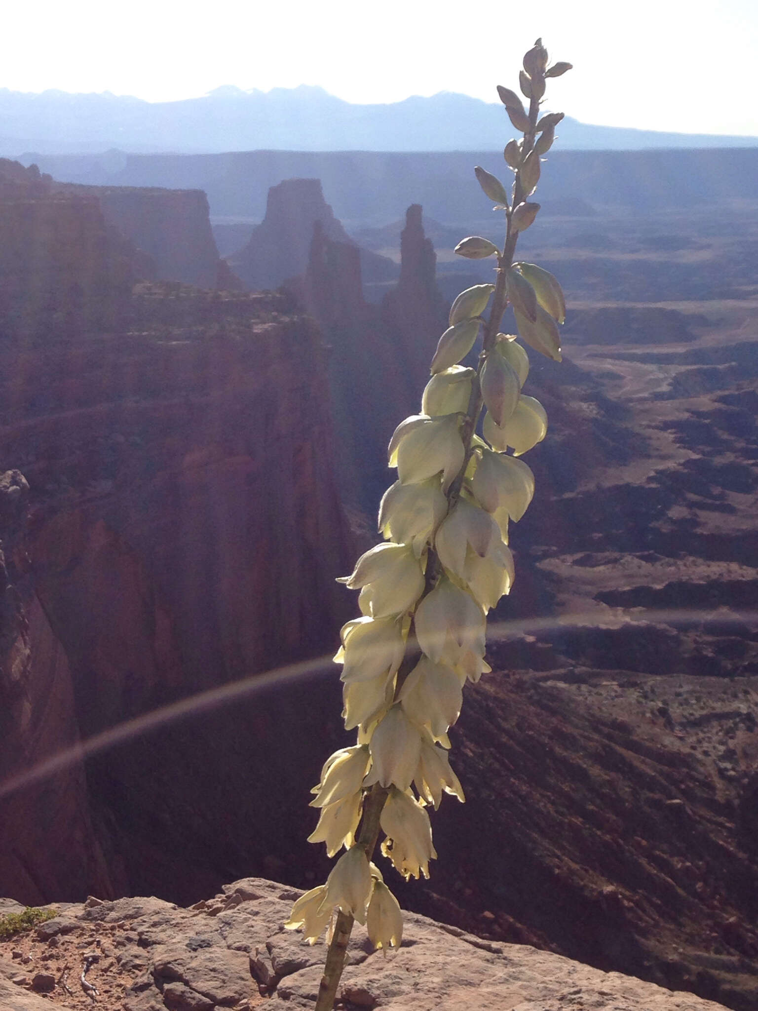 Image of narrowleaf yucca