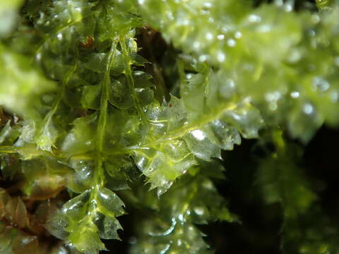 Image of Bifid Crestwort