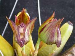 Image of Bifrenaria tetragona (Lindl.) Schltr.